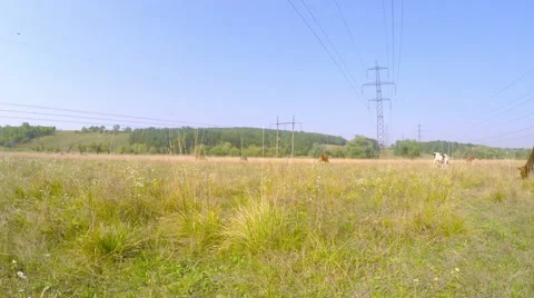 High-voltage wires of the mast. Cows graze in the meadow under the wires. Video stock 54250883