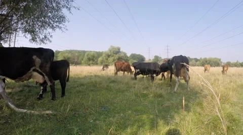 High-voltage wires of the mast. Cows graze in the meadow under the wires. 库存影片 54251509