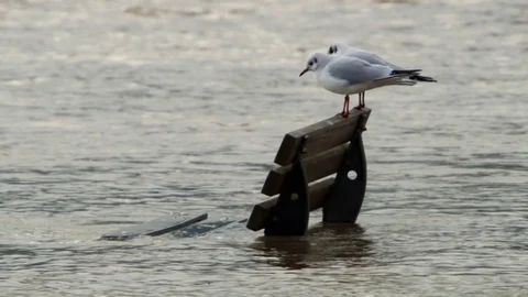 High Water - Climate Change - global warming Stock Footage