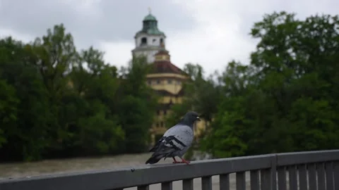 High water of Isar river in central Munich (Hochwasser) Stock Footage 134983910