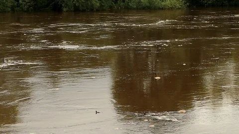 High water, River in flood Stock Footage 88951334