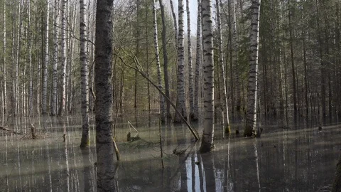 High water in spring forest, flooded trees underwater after river flood Stock Footage 125095670