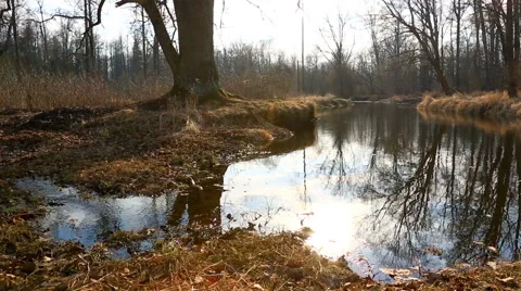 High water in spring forest Video stock 54716082