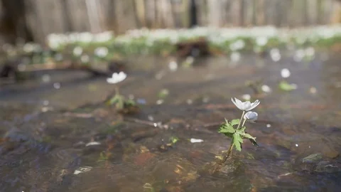 High water in spring forest, snowdrops flowers underwater after river flood Stock Footage 125087321