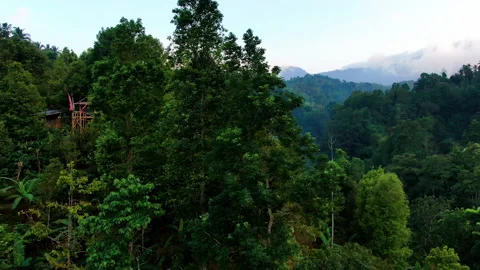 High waterfall in eastern tropical forest. Drone aerial. Stock Footage 135495912
