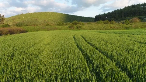 High wheat field Video stock 126946199