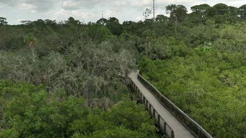 High Wide view from observation tower of Leading Lines of a zig zag wood nature Stock Footage 284360041