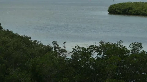 High Wide view from observation tower towards Boca Ciega Bay. Bird in water. Tow Stock Footage 284363266