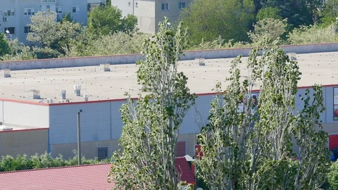 High Wind Blowing In The Trees Before A Storm Stock Footage 89504022