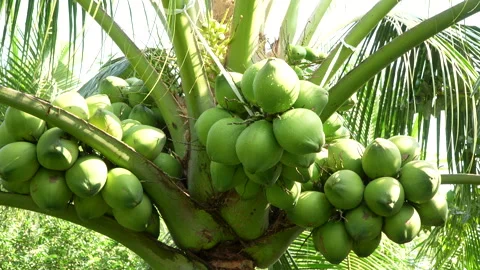 High-Yield Coconut Palm with Multiple Heavy Bunches in Vietnam Stock Footage 327119585