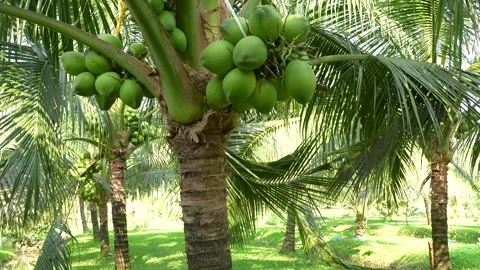 High-Yield Coconut Palm Trees in Lush Vietnam Orchard Stock Footage 327120829