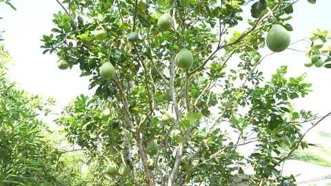 High-Yield Pomelo Tree with Abundant Fruit in Vietnam Orchard Stock Footage 327115201