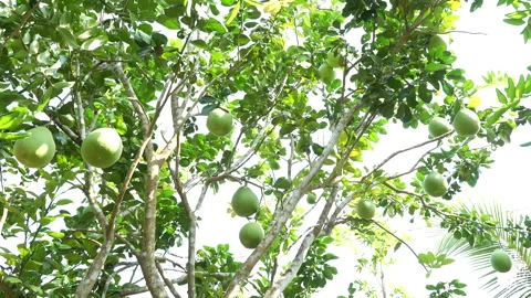 High-Yield Pomelo Tree with Abundant Fruit in Vietnam Orchard Stock Footage 327115361
