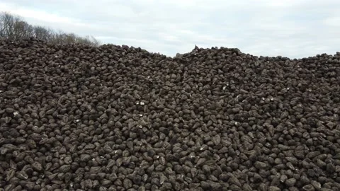 High yield of sugar beet Stock Footage 164022451