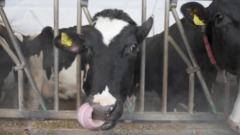 High-yielding cows in the cowshed Stock-Footage 244066760