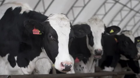 High-yielding cows of Holstein Vidéo 244152274