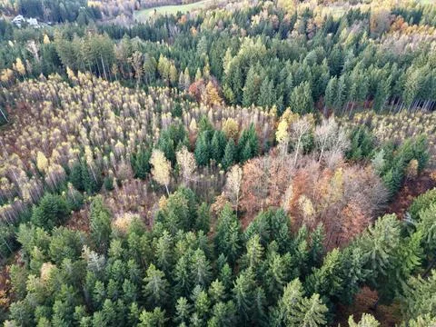 Highaltitude view of forest during fall season, drone captures mosaic of Stock Photos