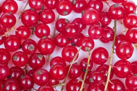 Highcontrast red currant macro study, dramatic lighting accentuates spherical Stock Photos
