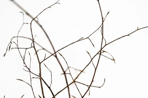 Highcontrast study of winter limbs with negative space and soft grain detail for Stock Photos