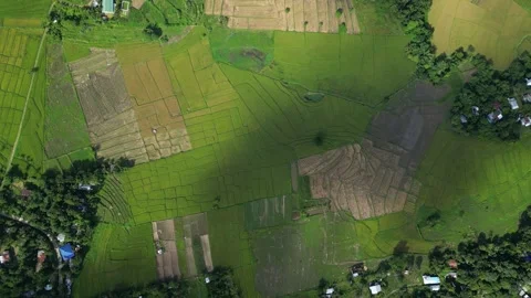 A higher gliding top view of Bagabag rice fields reveals patchwork textures Stock Footage 323899961