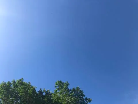 The highest of big tree with clear bright blue sky 写真素材