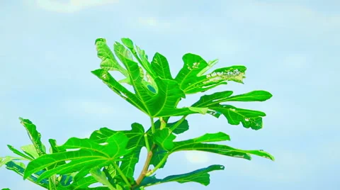 The highest branch of a common fig (Ficus carica) tree with bright green leav Stock Footage 65997377