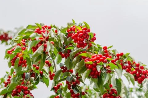 The highest branches of cherry tree and cherries Stock Photos