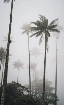 Highest Coconut Palm Trees Cocora Valley in Salento, Disney Village in Colombia Stock Photos