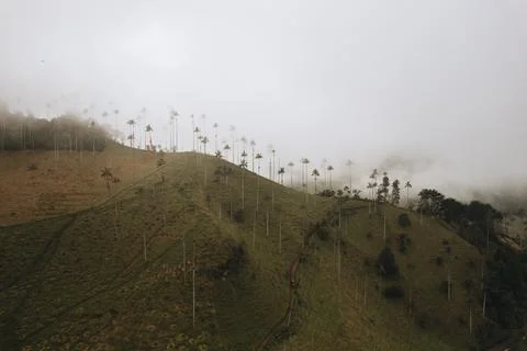 Highest Coconut Palm Trees Cocora Valley in Salento, Disney Village in Colombia Stock Photos