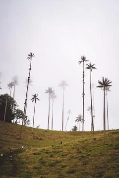 Highest Coconut Palm Trees Cocora Valley in Salento, Disney Village in Colombia Stock Photos
