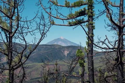 The highest peak in Spain, seen between the branches Stock Photos