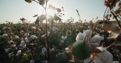 The highest quality cotton growing on the field Bush with lots of cotton bolls Stock Footage