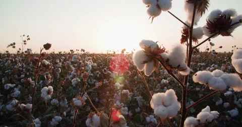 Highest quality cotton is ready to harvest field Dolly shot with the glare of Stock Footage 80310557