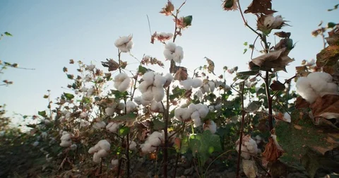 Highest quality cotton is ready to harvest field Dolly shot with the glare of Vídeo Stock 80311042