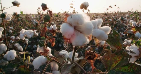 Highest quality cotton is ready to harvest field at sunset Stock-Footage 80312086
