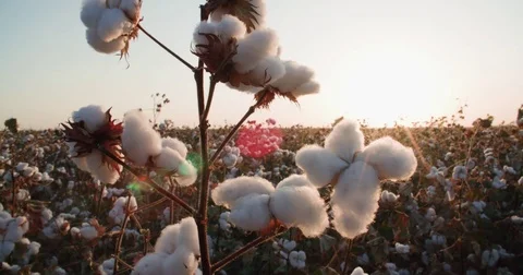 Highest quality cotton is ready to harvest field at sunset Stock Footage 80313005