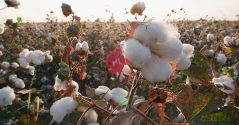 Highest quality cotton is ready to harvest field at sunset Stock Footage