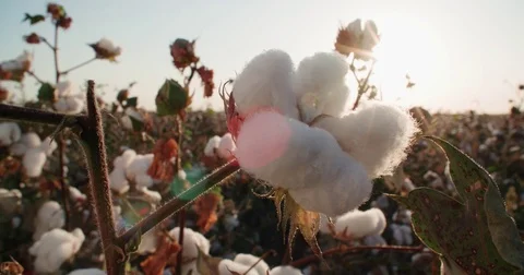Highest quality cotton is ready to harvest field at sunset Stock Footage