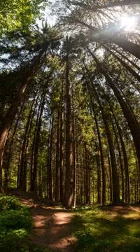 Highest spruce trees Stock-Fotos