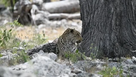 High‑fps: resting at base of tree, looking right — Part 35 (Closer) Stock Footage 320790366