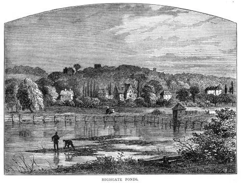 Highgate Ponds Stock Illustration