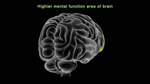Highier Mental Function Area of Brain Stock Footage 162819591