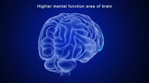  Highier Mental Function Area of Brain  Stock Footage 162819627