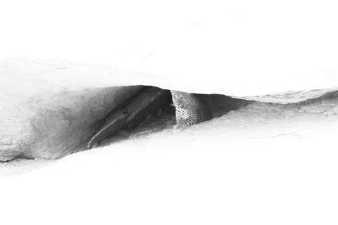 Highkey image of a leopard Foto stock