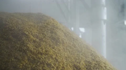 Highland Barley Brewery Stock Footage 243036891