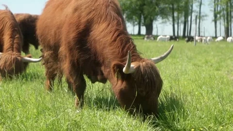 Highland beef cows with ear tags, long horns and shaggy fur graze in the pasture Stock Footage 281352327