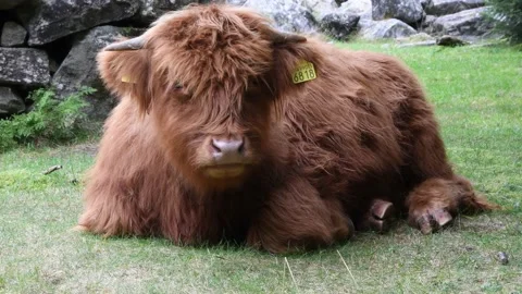 Highland calf Stock Footage 142071611