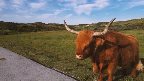 Highland cattle, also called long-haired Highland cattle. Stock Footage 126157843