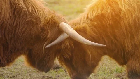 Highland cattle are Scottish cattle breed Stock Footage 81385679
