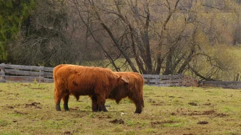 Highland cattle are Scottish cattle breed Stock Footage 89409997
